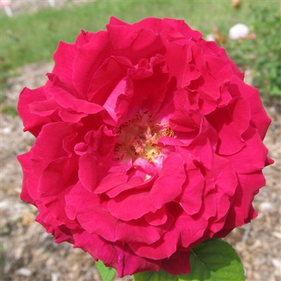 Duke of Edinburgh Roses
