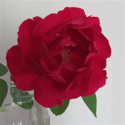Dupuy Jamain Roses