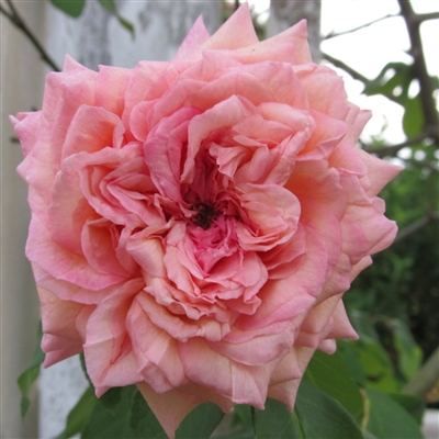 E. Veyrat Hermanos Roses