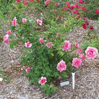 Earth Song roses