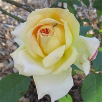 Edith Schurr roses