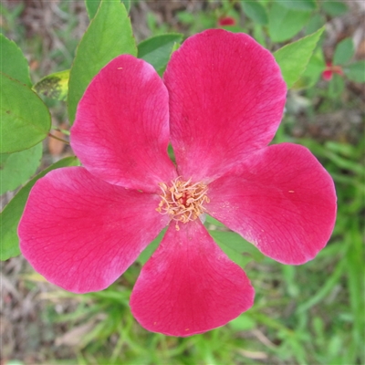 Emmie Gray roses