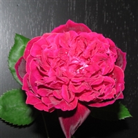 Eugene de Beauharnais rose plants
