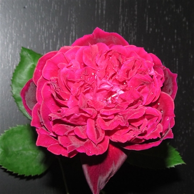Eugene de Beauharnais rose plants