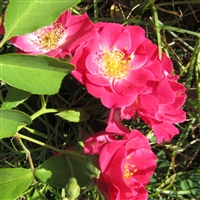 Eva rose plants