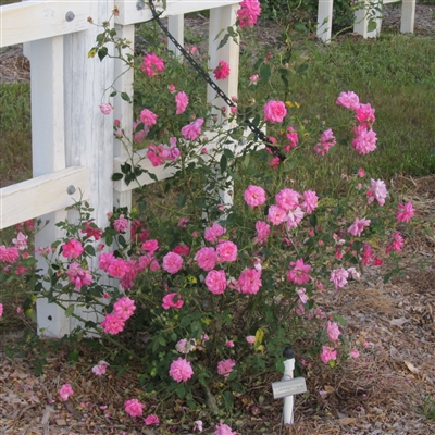 Fellemberg roses