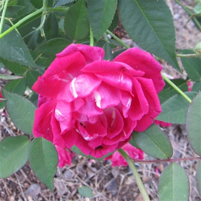 Ferndale Red China Roses