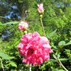 Florence Bowers' Pink Tea roses