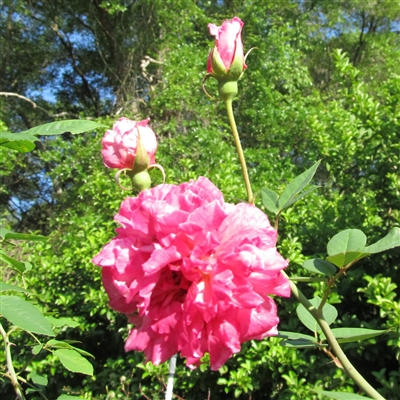 Florence Bowers' Pink Tea roses