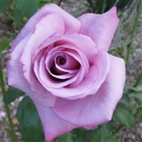Fragrant Plum Roses