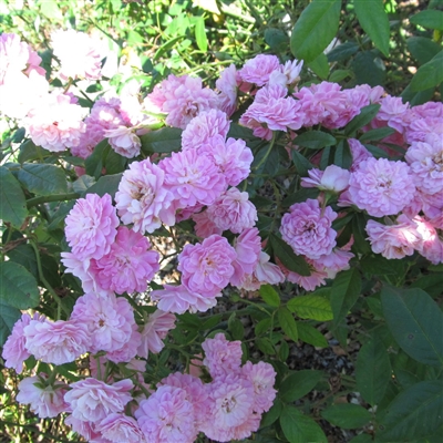 Gartendirektor Otto Linne roses