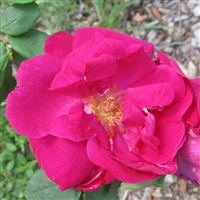 General Jacqueminot roses