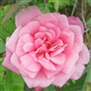 General Schablikine Rose Plants