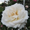 George Washington Richardson rose plants