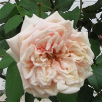 Gloire de Dijon roses
