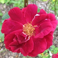 Granny Grimmetts roses