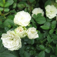Green Ice Roses