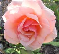 Gruss an Coburg roses