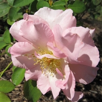 Hawkeye Belle roses