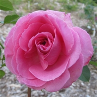 Iridescent Pink Roses