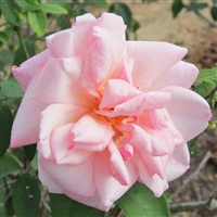Jean Bach Sisley roses