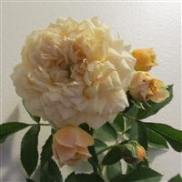 Jeri Jennings roses