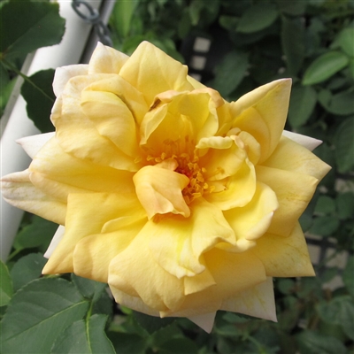 John Del Vecchio roses