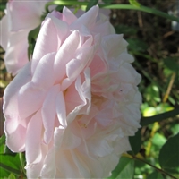 La Sylphide roses
