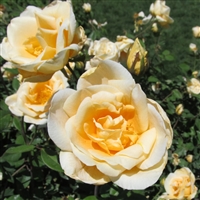 Lady Hillingdon rose plants