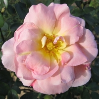 Lafter rose