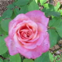 "Laujuzan Tea" roses