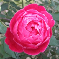 Louis Philippe roses