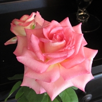Louise Estes roses