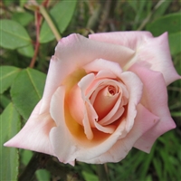 Madame Berkeley roses