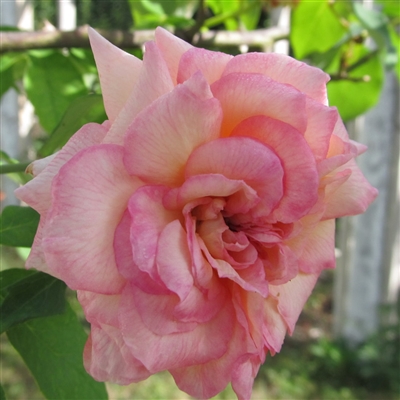 Madame Ernest Calvat roses