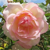 Madame Joseph Schwartz roses