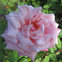 Madame Lombard Roses