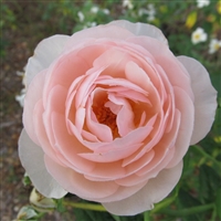 Madame Pierre Oger roses