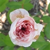 Madame Plantier rose plants