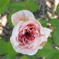 Madame Plantier rose plants