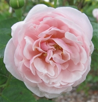 Mademoiselle Blanche Lafitte roses
