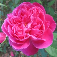 Maggie roses