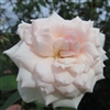 Maitland White roses