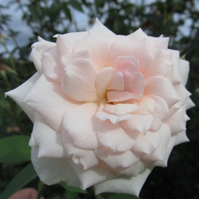 Maitland White roses