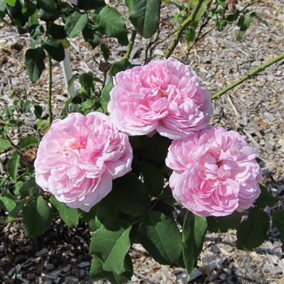 Marchesa Boccella Roses