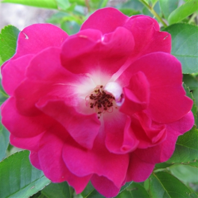 Marie Henriette GrÃ¤fin Chotek roses