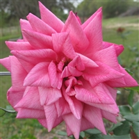 Marie d'Orleans roses