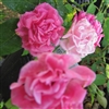 Martha's Vineyard Roses