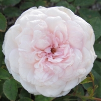 Mary Washington roses