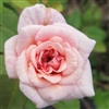 Mlle Cecile Brunner CL roses